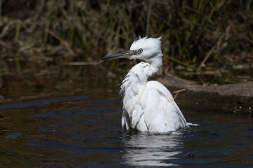 Egretta garzetta - Little Egret - Aigrette garzette