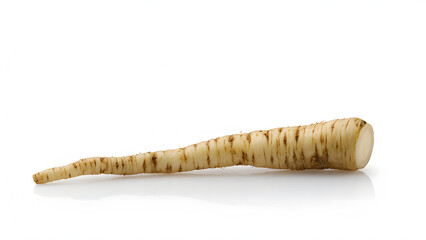A single fresh wasabi root with knobby, rough skin