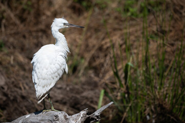 Egretta garzetta - Little Egret - Aigrette garzette