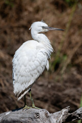 Egretta garzetta - Little Egret - Aigrette garzette