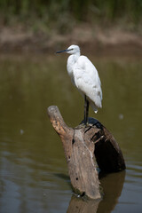 Egretta garzetta - Little Egret - Aigrette garzette