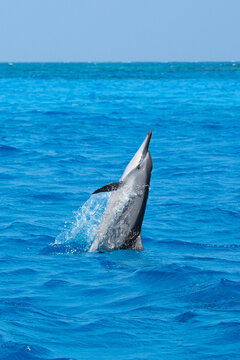 Dolphin jumping in the sea near Maldives island, showcasing their acrobatic spins, graceful swimming, and natural beauty in serene tropical waters.