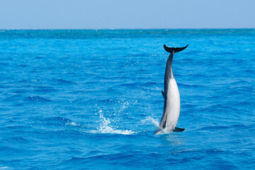 Dolphin jumping in the sea near Maldives island, showcasing their acrobatic spins, graceful...