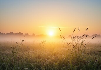 Fototapeta premium Spring background golden wheat field at sunset with grass swaying in the wind