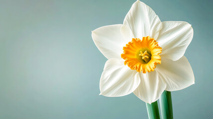 Obraz premium A detailed narcissus flower icon featuring a trumpet-shaped corona and six petal-like tepals, symbolizing spring, renewal, and elegance