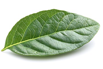 Obraz premium Vibrant Green Leaf Detailed Close up of Single Leaf Natural Texture Isolated on White Background