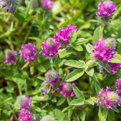 Trifolium albopurpureum is a clover species commonly called rancheria clover. Flora of Israel.
