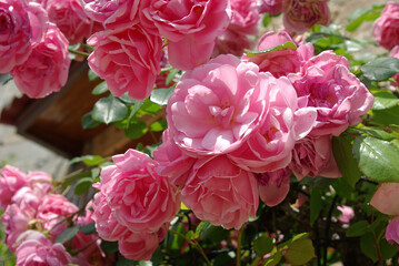 Rosier rose fleuri au jardin