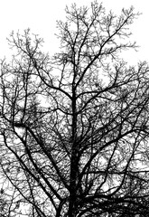 Vector illustration of natural old oak tree