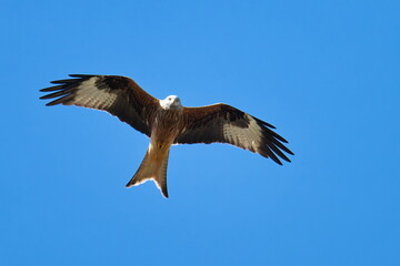 Rotmilan (Milvus milvus) bei der Jagd