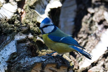 Blaumeise bei der Suche nach einer Nisthöhle