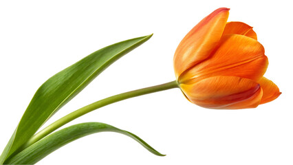 Naklejka premium Single orange tulip flower isolated on black background