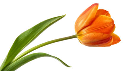Single orange tulip flower isolated on black background