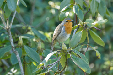 European robin (Erithacus rubecula) sitting on a tree branch in Zurich, Switzerland