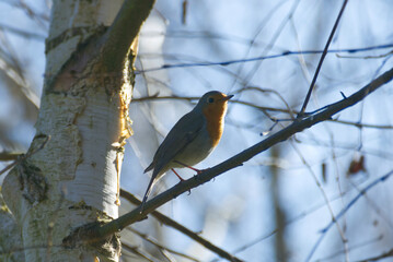 European robin (Erithacus rubecula) sitting on a tree branch in Zurich, Switzerland