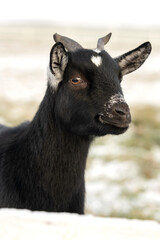 Fototapeta premium Portrait of goat, winter