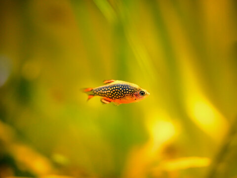 microrasbora galaxy, galaxy rasbora freshwater fish is often as often referred as pearl danio margaritatus, rasbora galaxy or celestial pearl danio in nature aquarium. macro aquascaping photography