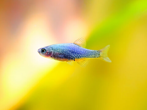 young small baby microrasbora galaxy, galaxy rasbora freshwater fish is often as often referred as pearl danio margaritatus, rasbora galaxy or celestial pearl danio in nature aquarium