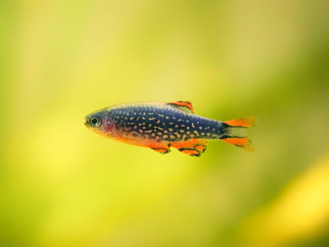 microrasbora galaxy, galaxy rasbora freshwater fish is often as often referred as pearl danio margaritatus, rasbora galaxy or celestial pearl danio in nature aquarium. macro aquascaping photography
