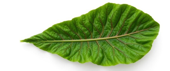 Fototapeta premium Single vibrant kale leaf, vivid green, isolated on pure white, foliage, nature, recipe