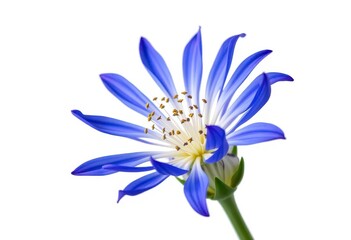 Naklejka premium Vibrant blue flower, petals unfurled against pure white background, intense, macro