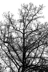 Black and white illustration of old oak tree on transparent background