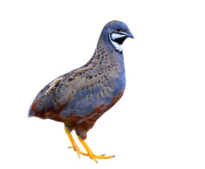 beautiful blue and streak bird fully standing isolated on white background, blue-breasted quail or king quail