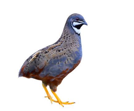 beautiful blue and streak bird fully standing isolated on white background, blue-breasted quail or king quail