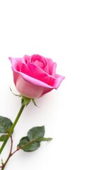 A single pink rose, petals unfurled, isolated on pure white, floral, pink petals