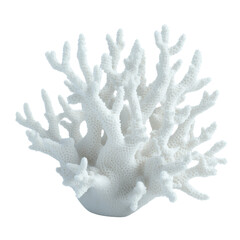 Fototapeta premium Coral reef structure on a transparent background nature still life close-up