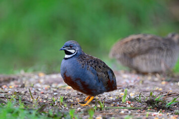 oval bird standing on grassy spot, beautiful male blue-breasted or chinese quail during morning foraging with female behind