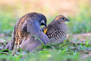 happy male and female of blue-breasted quail mating in action, exotic birds in mating, nature of wildlife