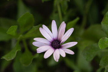 Obraz premium Close-Up of Purple Daisy-Like Flower in Nature 