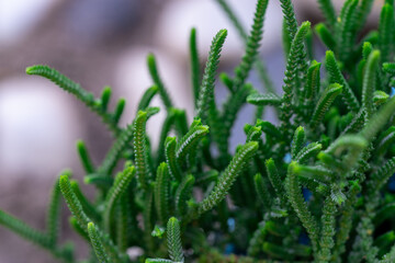 Daylight Shot of Crassula Muscosa in Natural Setting
