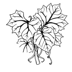 Elegant Black and White Poinsettia Blossoms A Christmas Botanical Illustration Masterpiece