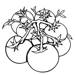 Vibrant Tomato Harvest A Botanical Illustration of Plump Prickly Summer Treasures