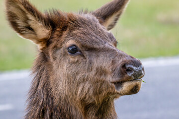 Fototapeta premium elk