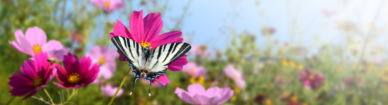 Schmetterling 1337
