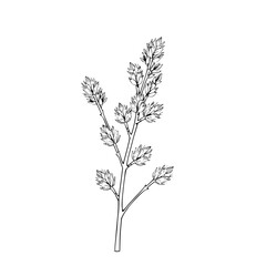 Fototapeta premium Elegant Botanical Sketch A Branch s Delicate Dance of Blossoming Beauty Nature s Artistry Unveiled