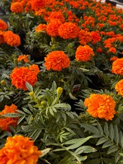 orange chrysanthemum flowers