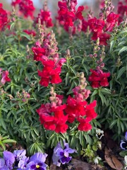 Bright red snapdragon flowers blooming in a lush garden bed under a blue sky, capturing the bold color and vertical shape of these striking ornamental plants.