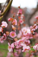 大阪城公園にて美しく咲く梅の花