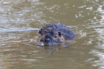 Obraz premium Nutria im Frühjahr an der Spree