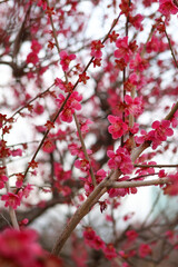 大阪城公園にて美しく咲く梅の花