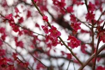 大阪城公園にて美しく咲く梅の花