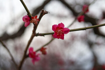 大阪城公園にて美しく咲く梅の花