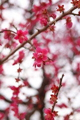 大阪城公園にて美しく咲く梅の花