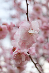 大阪城公園にて美しく咲く梅の花