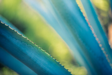 Closeup nature, abstract pattern of agave plant. Soft sunset light, blue green leaves tones. Macro pattern, summer garden. Artistic flora leaf on blurred bokeh lush foliage background