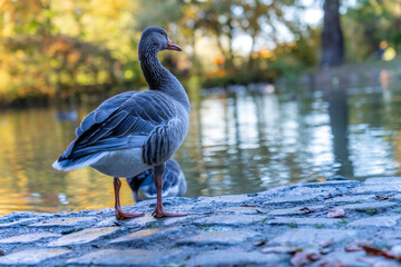 Graugänse im Park an einem Teich